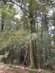 Nothofagus moorei
