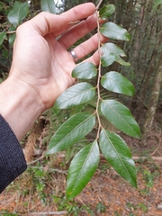 Nothofagus moorei