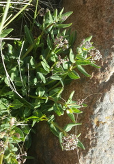 Xysmalobium parviflorum