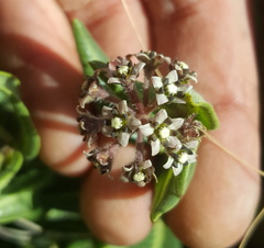 Xysmalobium parviflorum