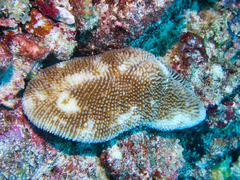 Ctenactis