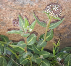 Xysmalobium parviflorum