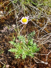 Brachyscome stuartii