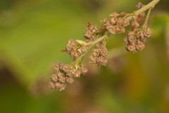 Sidastrum micranthum