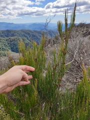 Allocasuarina rigida