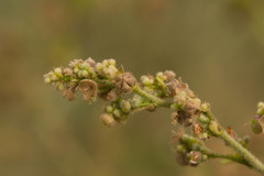 Sidastrum micranthum