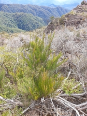 Allocasuarina rigida