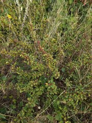 Sidastrum micranthum