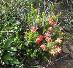 Erica oatesii