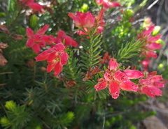 Erica oatesii