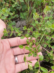 Gonocarpus oreophilus