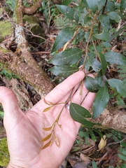 Cryptocarya nova-anglica