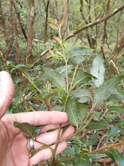 Cryptocarya nova-anglica