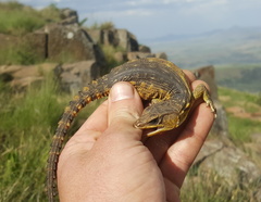 Pseudocordylus melanotus