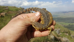 Pseudocordylus melanotus