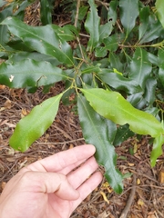 Schizomeria ovata