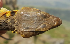 Pseudocordylus melanotus