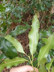 Schizomeria ovata