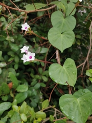 Ipomoea sagittifolia