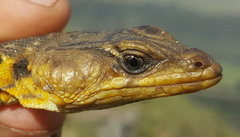 Pseudocordylus melanotus