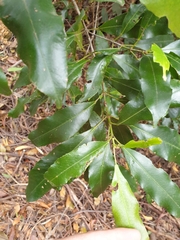 Schizomeria ovata