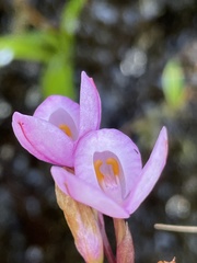 Disa pillansii