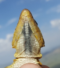 Pseudocordylus melanotus