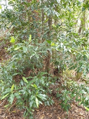 Schizomeria ovata