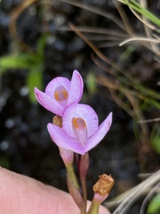 Disa pillansii
