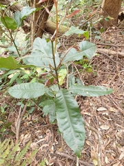 Schizomeria ovata