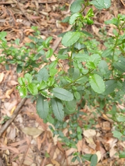 Gonocarpus oreophilus