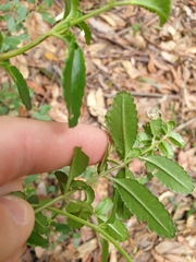 Gonocarpus oreophilus