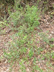 Gonocarpus oreophilus