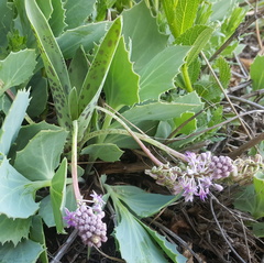 Ledebouria floribunda