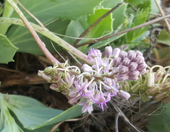 Ledebouria floribunda