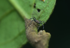 Strigoplus netravati