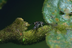 Strigoplus netravati