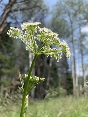 Conioselinum scopulorum