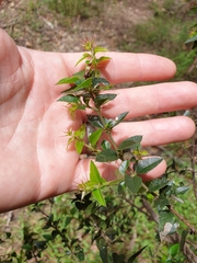 Podolobium aciculiferum