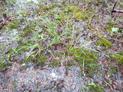 Coleataenia anceps anceps