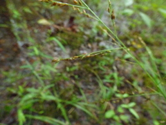 Coleataenia anceps anceps