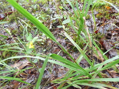 Coleataenia anceps anceps