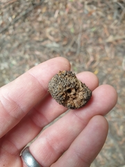 Calyptorhynchus lathami