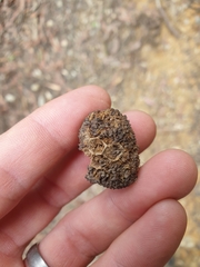 Calyptorhynchus lathami