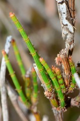 Allocasuarina paradoxa