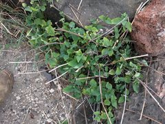 Asystasia gangetica