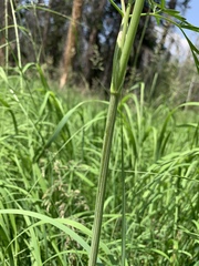 Conioselinum scopulorum
