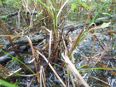 Cyperus pseudovegetus