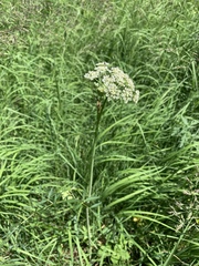 Conioselinum scopulorum