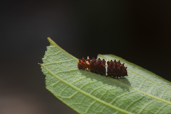 Pachliopta pandiyana